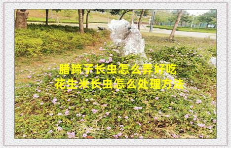 腊蹄子长虫怎么弄好吃 花生米长虫怎么处理方法